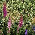 Lupins. Photo © Andrew Lawson. Lupins. Photo © Andrew Lawson.