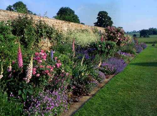 Lupins and Heather in the herbaceous border